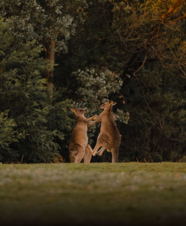 Two kangaroos playing on a field